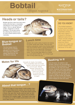 the Fact Sheet