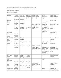Observation of germination and development of bean/pea seeds