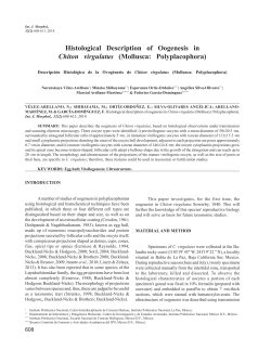 Histological Description of Oogenesis in Chiton virgulatus