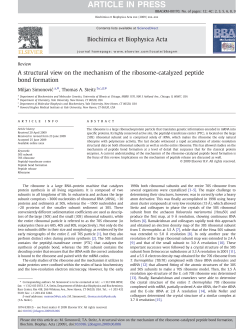 A structural view on the mechanism of the ribosome