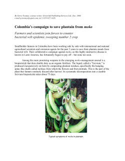 Colombia`s campaign to save plantain from moko