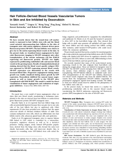Hair Follicle&ndash;Derived Blood Vessels Vascularize Tumors in Skin and