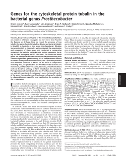 Genes for the cytoskeletal protein tubulin in the