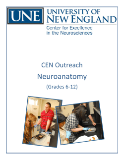 Sheep Brain Dissections