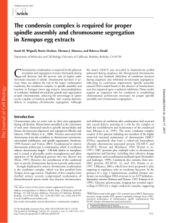 The condensin complex is required for proper spindle assembly and