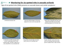 Monitoring for six-spotted mite in avocado orchards &ndash; Guide