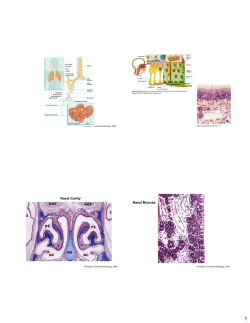 Nasal Cavity Nasal Mucosa