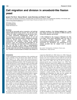 Cell migration and division in amoeboid