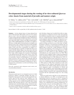 Developmental stages during the rooting of in-vitro