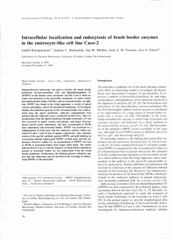 Intracellular localization and endocytosis of brush border enzymes