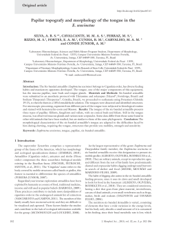 Papilar topografy and morphology of the tongue in the E. sexcinctus