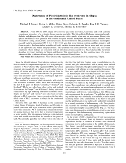 Occurrence of Piscirickettsiosis-like syndrome in tilapia in the