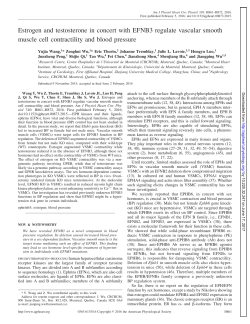 Estrogen and testosterone in concert with EFNB3 - AJP
