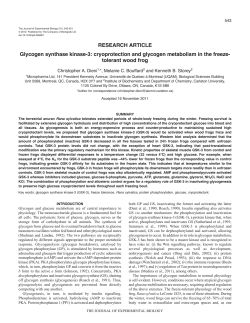 Glycogen synthase kinase-3: cryoprotection and glycogen