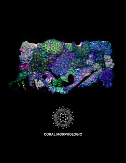 the Coral Morphologic press kit