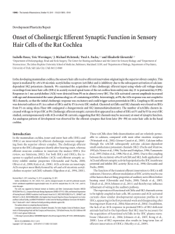 Onset of Cholinergic Efferent Synaptic Function in Sensory Hair