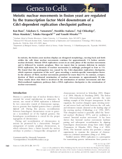 Meiotic nuclear movements in fission yeast are regulated by the