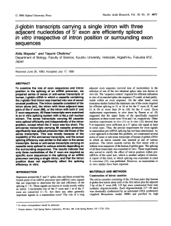 3-globin transcripts carrying a single intron with
