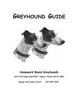 About Greyhounds - Homeward Bound Greyhounds