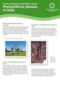 Phytophthora disease of alder