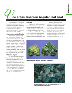 Angular Leaf Spot - The Learning Store