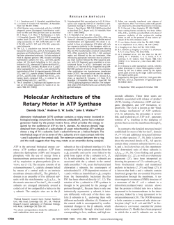 Molecular Architecture of the Rotary Motor in ATP Synthase