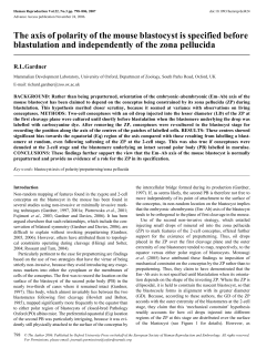 The axis of polarity of the mouse blastocyst is