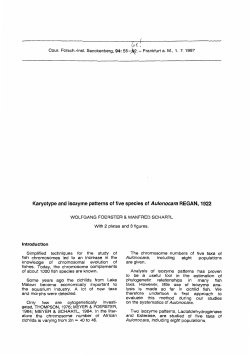 Karyotype and isozyme patterns of five species of Aulonocara