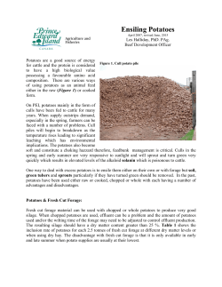 Ensiling Potatoes