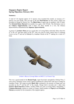 Singapore Raptor Report - Nature Society (Singapore)