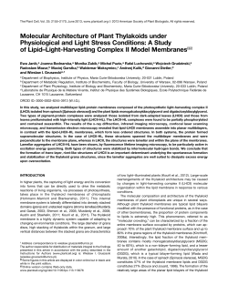 Molecular Architecture of Plant Thylakoids under