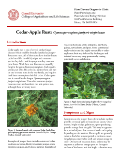 Cedar-Apple Rust - Cornell`s Plant Disease Diagnostic Clinic