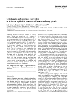Cytokeratin polypeptides expression in different epithelial elements