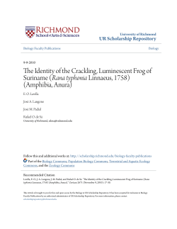 The Identity of the Crackling, Luminescent Frog