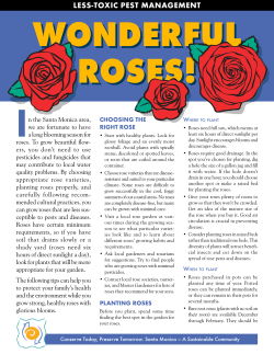 Roses - City of Santa Monica