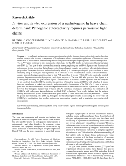In vitro and in vivo expression of a nephritogenic Ig heavy