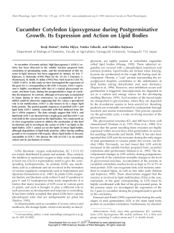 Cucumber Cotyledon Lipoxygenase during
