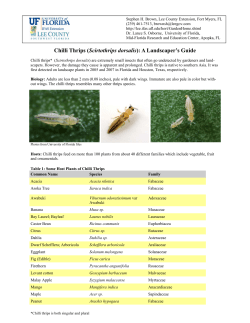Chilli Thrips - Lee County Extension