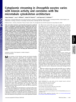 Cytoplasmic streaming in Drosophila oocytes varies with