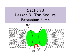 Lesson 3 &ndash; The Sodium Potassium Pump