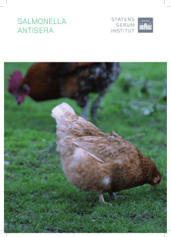 Salmonella antiSera