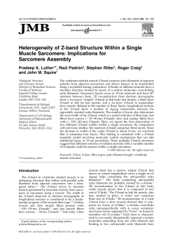 Heterogeneity of Z-band Structure Within a Single Muscle