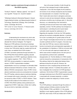 mTORC1 regulates cytokinesis through activation of Rho