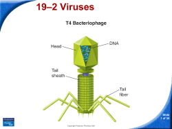 19–2 Viruses