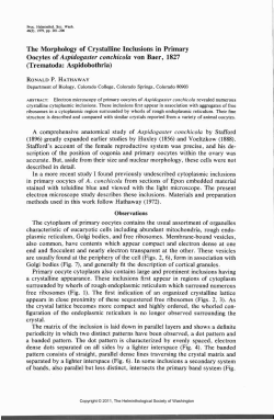 The Morphology of Crystalline Inclusions in Primary Oocytes of