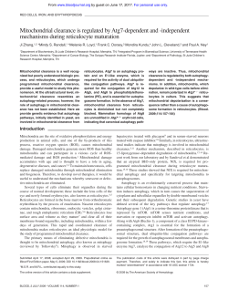 Mitochondrial clearance is regulated by Atg7