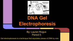 DNA Gel Electrophoresis