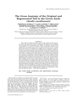 The Gross Anatomy of the Original and Regenerated