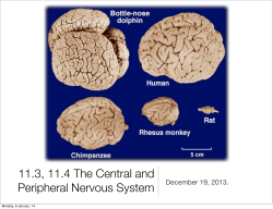 11.3, 11.4 The Central and Peripheral Nervous System