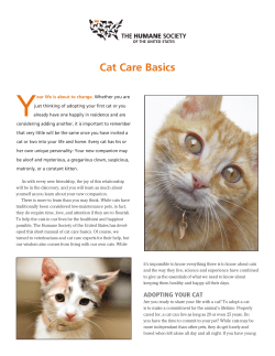 Cat Care Basics - Sunshine Rescue Group